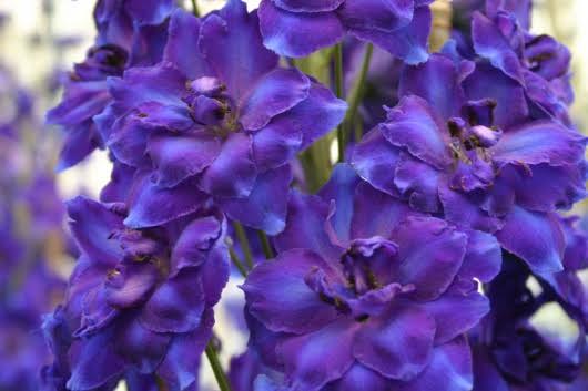 vivace - Delphinium « Faust »