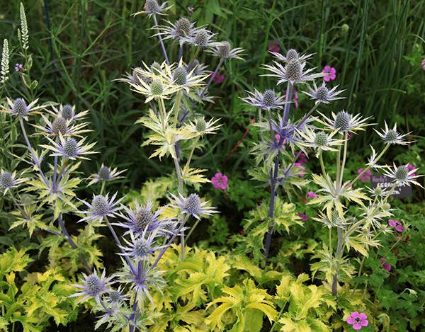 vivace - Eringium zabelli Neptune’s Gold