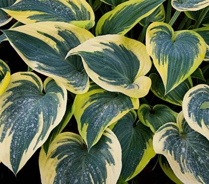 vivace - Hosta firt frost - Les Doigts Fleuris