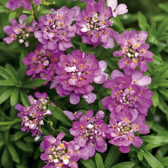 vivace - Ibéris « absolutly améthyste » - Les Doigts Fleuris