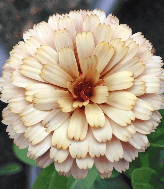 vivaces - Calendula Banana Blizzard -Les Doigts Fleuris