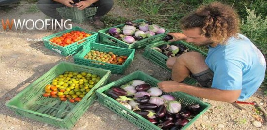 wwoofing - Les doigts fleuris