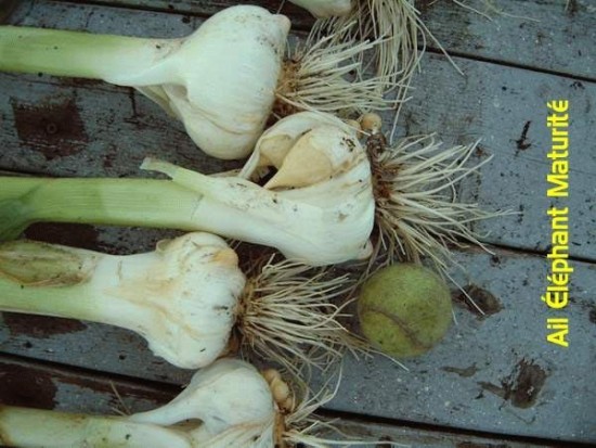 Ail éléphant - Les Doigts Fleuris