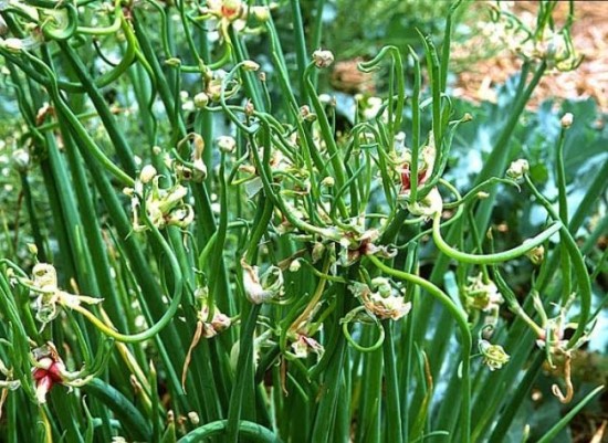 Ail Rocambole - Les Doigts Fleuris