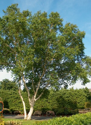 Ces arbres qui nous font du bien - le bouleau - Les Doigts Fleuris
