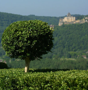 Ces arbres qui nous font du bien - le buis - Les Doigts Fleuris