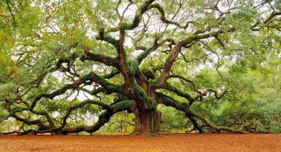 Ces arbres qui nous font du bien - Les Doigts Fleuris