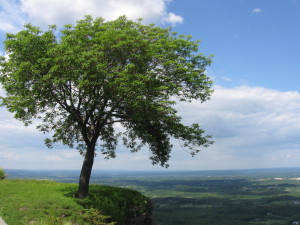 Ces arbres qui nous font du bien - le frêne - Les Doigts Fleuris