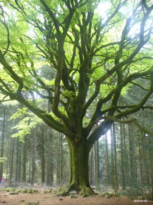 Ces arbres qui nous font du bien - le hêtre - Les Doigts Fleuris