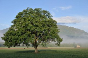 Ces arbres qui nous font du bien - le noyer - Les Doigts Fleuris