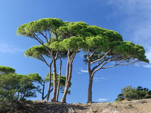 Ces arbres qui nous font du bien - le pin - Les Doigts Fleuris