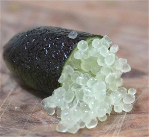 Citron Caviar (microcitrus australasica) - blog jardin