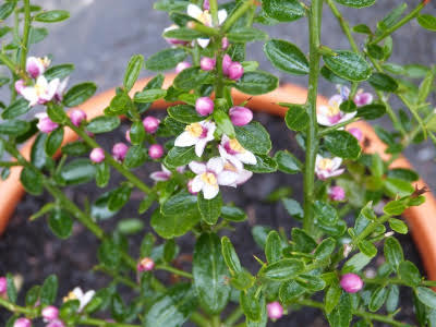 Citron Caviar (microcitrus australasica) - Les Doigts Fleuris