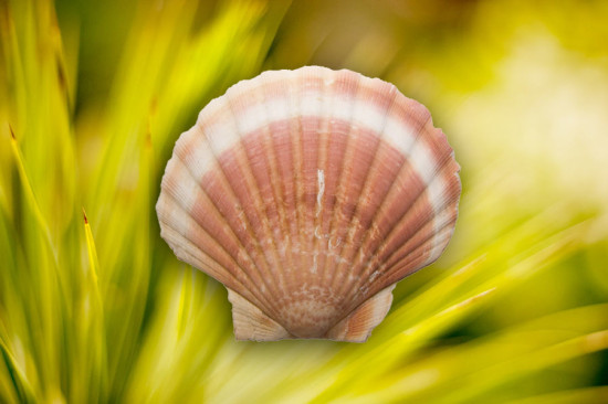 Électroculture : Améliorez l'épanouissement de vos plantes avec la coquille Saint-Jacques - Les Doigts Fleuris