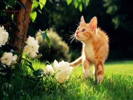 Le Chat Le Danger Et Les Bienfaits Des Plantes Blog Jardin