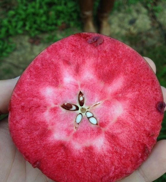 La Pomme Antirides, La Beauté Au Naturel !