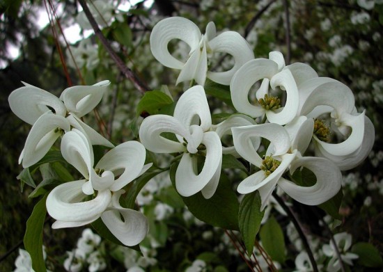 Cornus Florida « urbiniana », Aux Fleurs Très Décoratives