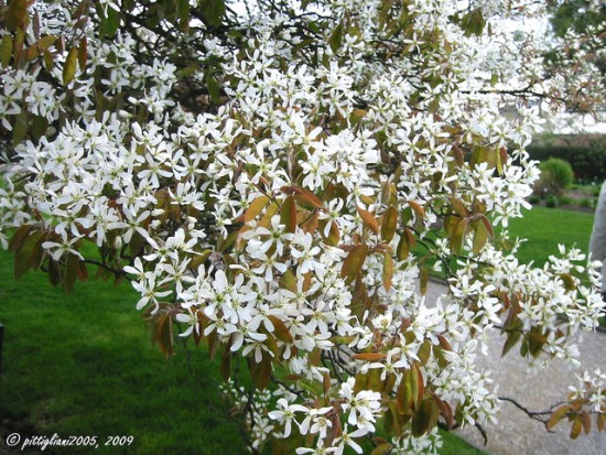 Amélanchier Lamarckii - arbuste - jardin - Les Doigts Fleuris