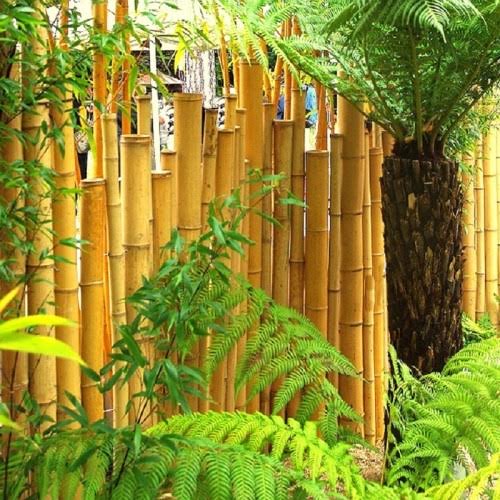 Le Bambou Osez La Barriere Ou La Cloture Blog Jardin