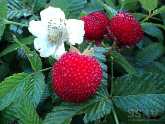 Un petit fruit rouge vif, le framboisier fraise ! - blog jardin