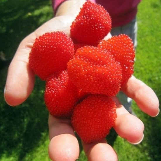 Un petit fruit rouge vif, le framboisier fraise !