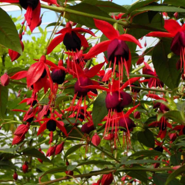 Le Fuchsia rustique Lady Boothby peut grimper à 2,5 mètres ! - blog jardin