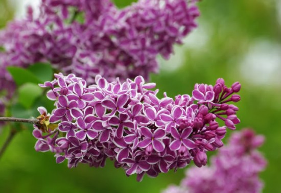 Le lilas Sensation, syringa vulgaris, un lilas violet et blanc !