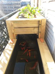 bassin poisson balcon