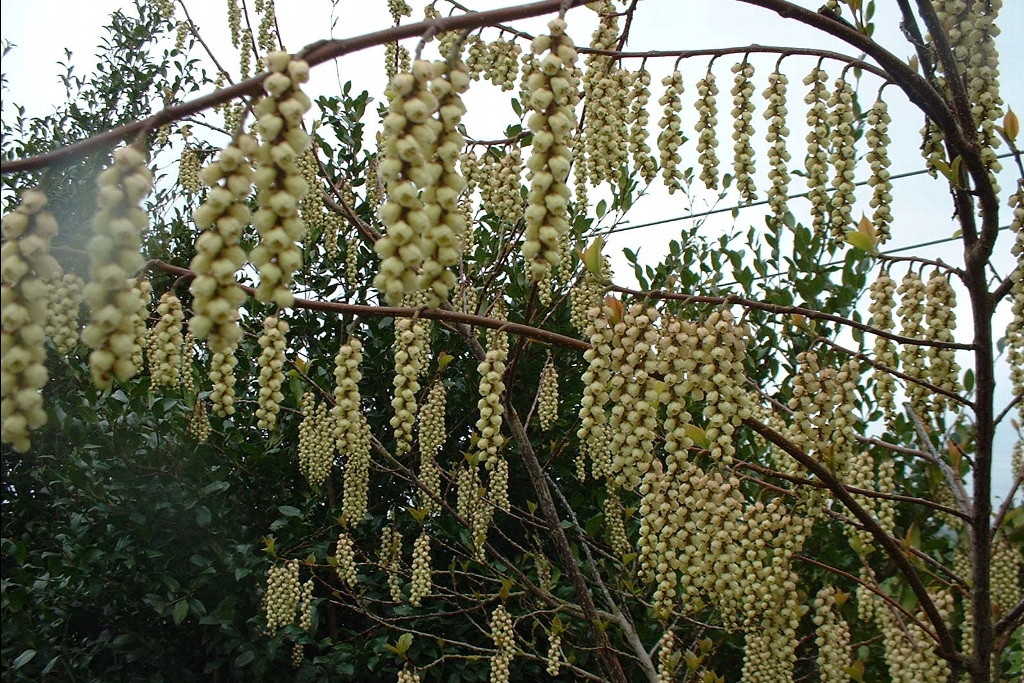 Stachyurus Praecox,  Arbuste Délicat