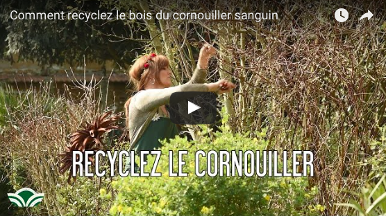 Le Cornouiller Alba Sibérica, Recycler Son Bois