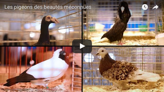 Pigeons, Des Beautés Méconnues