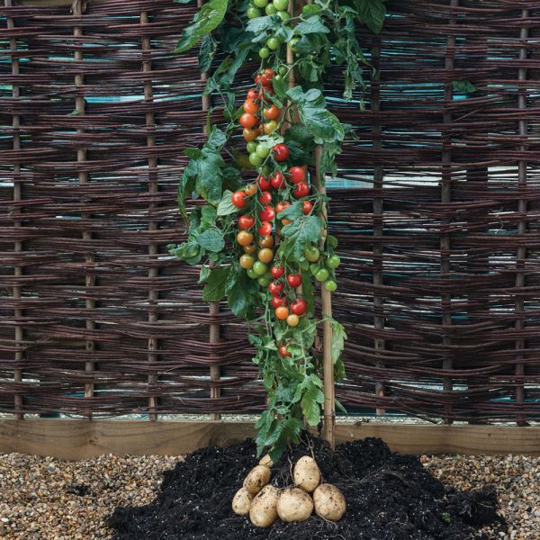 Tomate Et Pomme De Terre, Une Plante !