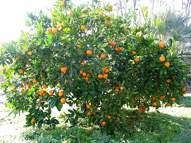 Mandarinier Rustique Satsuma