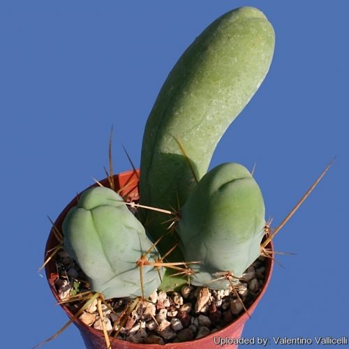 cactus zizi une plante suggestive