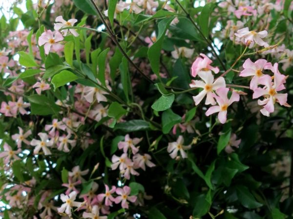 Trachelospermum Jasminoides  Pink Showers  1024×767