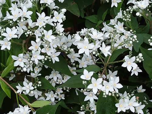 Deutzia Setchuenensis Arbuste Delicat Blog Jardin