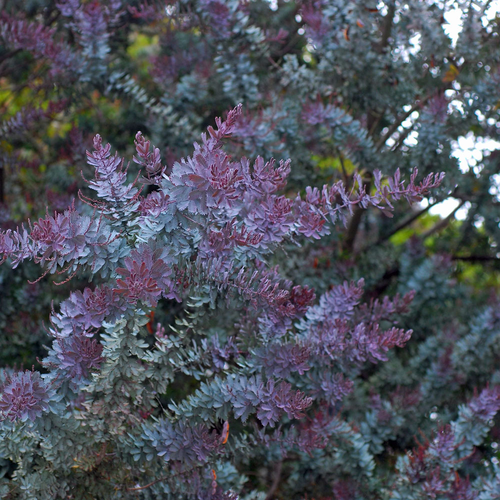 acacia baileyana purpurea, au feuillage bleu