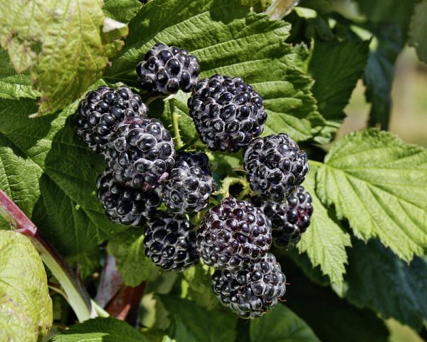 Framboise Noire « jewel », Fruit Sombre Au Potager