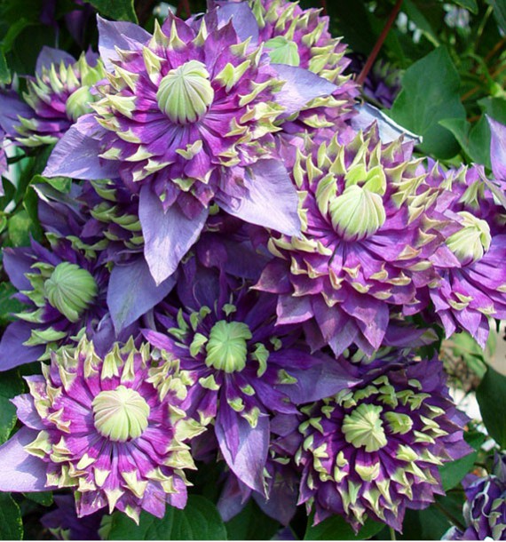 jasmin rose persistant